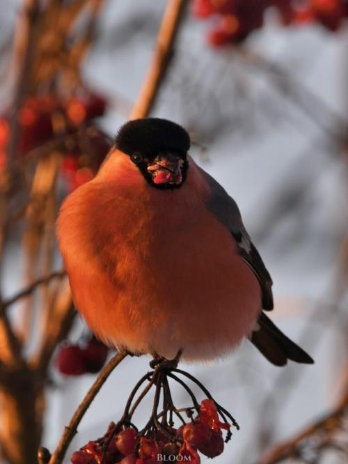 Фотограф анатолий андреев создал целую волшебную серию со снегирями. 05