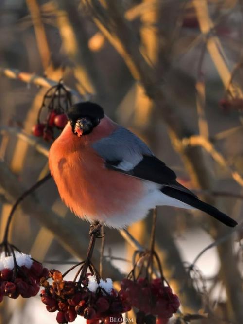 Фотограф анатолий андреев создал целую волшебную серию со снегирями. 07