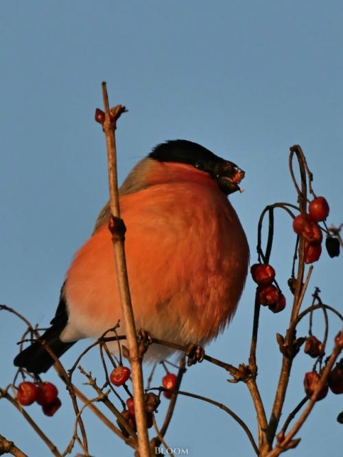 Фотограф анатолий андреев создал целую волшебную серию со снегирями. 09