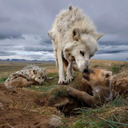 Фотоловушка зафиксировала поистине уникальный и трогательный момент - в объектив попала целая семья арктических волков. 02