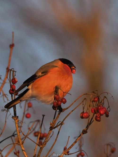 Фотограф анатолий андреев создал целую волшебную серию со снегирями.  