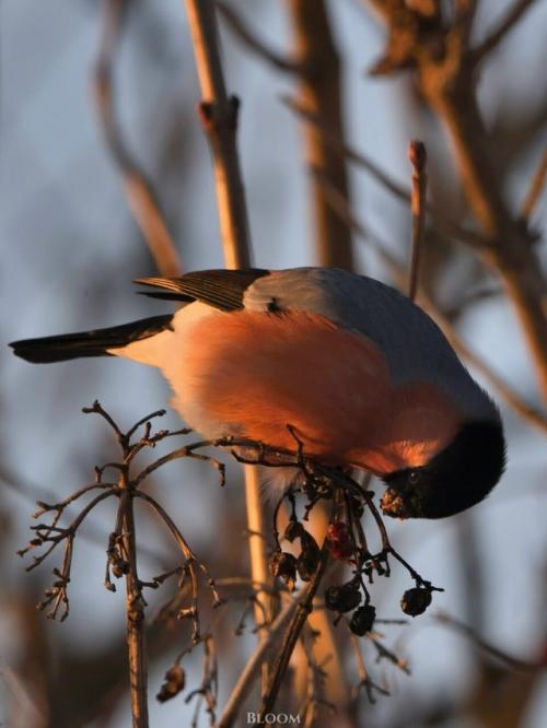 Фотограф анатолий андреев создал целую волшебную серию со снегирями. 03