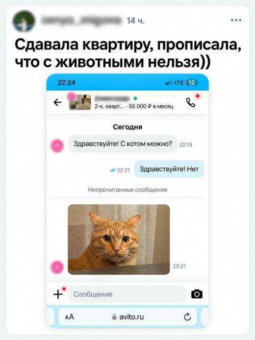 Переписки с авито из которых можно отдельный сериал собрать. 03
