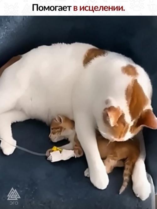 В одной ветеринарной клинике, расположенной в североафриканской стране, омываемой водами атлантического океана и средиземного моря, живёт рико. 01