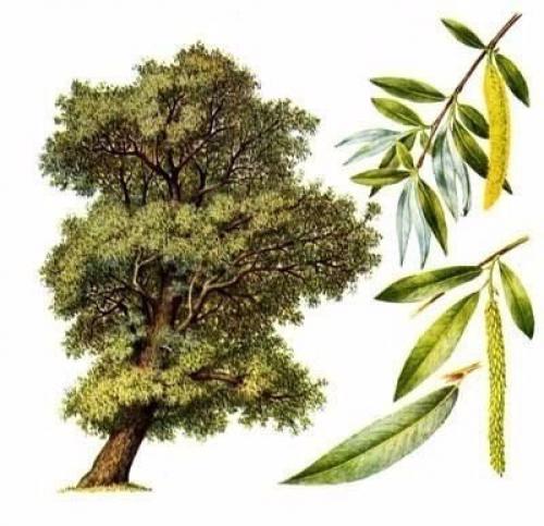 Магические свойства деревьев.