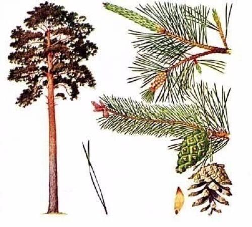 Магические свойства деревьев.