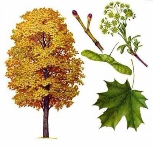 Магические свойства деревьев.