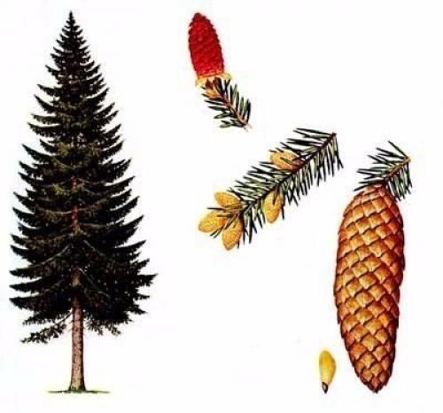 Магические свойства деревьев.