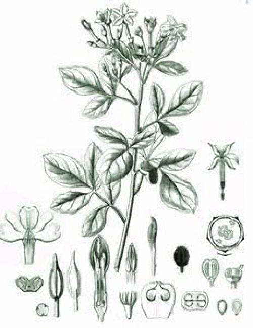 Магические свойства деревьев.