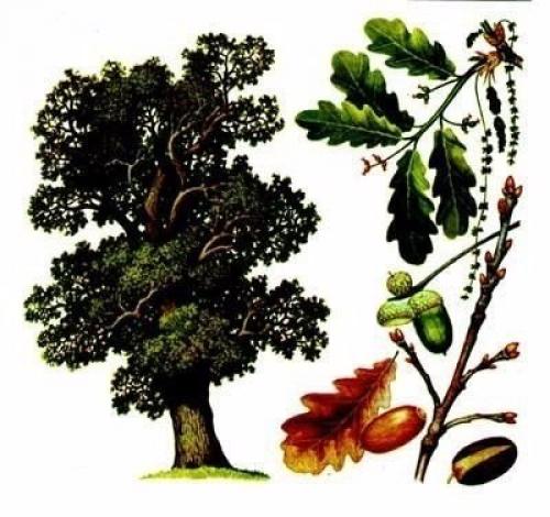 Магические свойства деревьев.