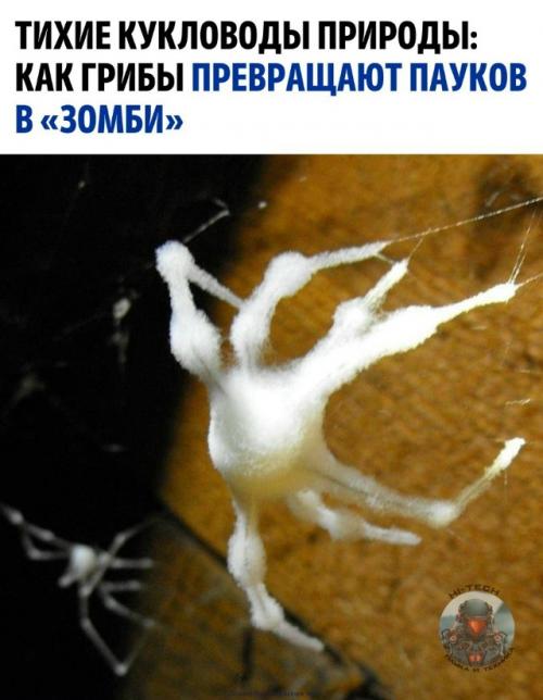 В том случае, если вам кажется, что зомби существуют , внимание, только в кино, то мир микроскопических грибов готов вас переубедить.  