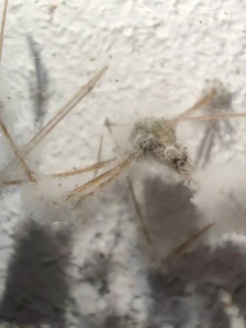 В том случае, если вам кажется, что зомби существуют , внимание, только в кино, то мир микроскопических грибов готов вас переубедить. 02