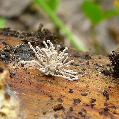 В том случае, если вам кажется, что зомби существуют , внимание, только в кино, то мир микроскопических грибов готов вас переубедить. 01