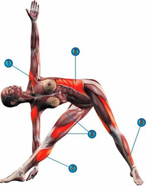 Уттхита триконасана.
(Поза вытянутого треугольника).