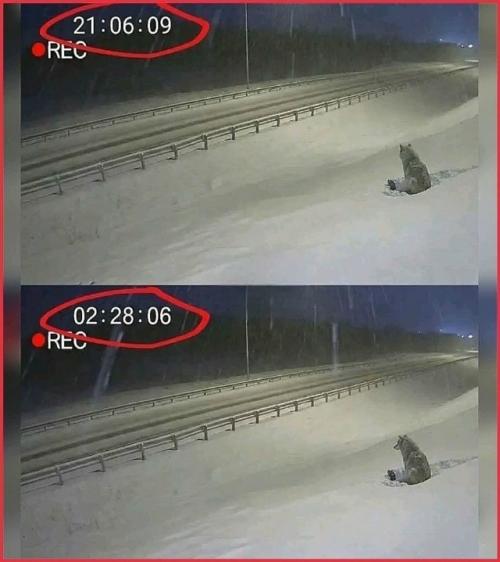 Живой щит на ледяной трассе: история молчаливого подвига, который растрогал миллионы.
