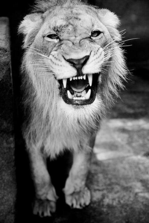 Чем опасны идиоты и можно ли с ними бороться. Чем опасны идиоты и можно ли с ними бороться.