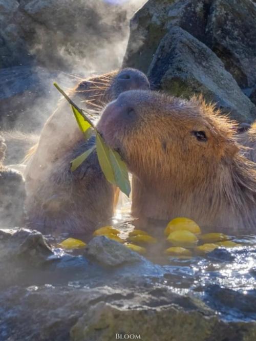 От всех тревог и переживаний - вот вам капибары, которые принимают горячие ванны и параллельно что-то вкусное жуют. 02