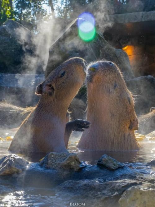 От всех тревог и переживаний - вот вам капибары, которые принимают горячие ванны и параллельно что-то вкусное жуют. 04