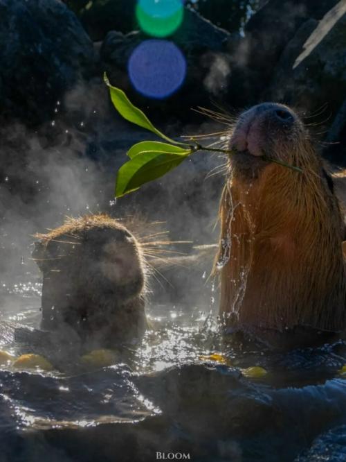 От всех тревог и переживаний - вот вам капибары, которые принимают горячие ванны и параллельно что-то вкусное жуют. 07