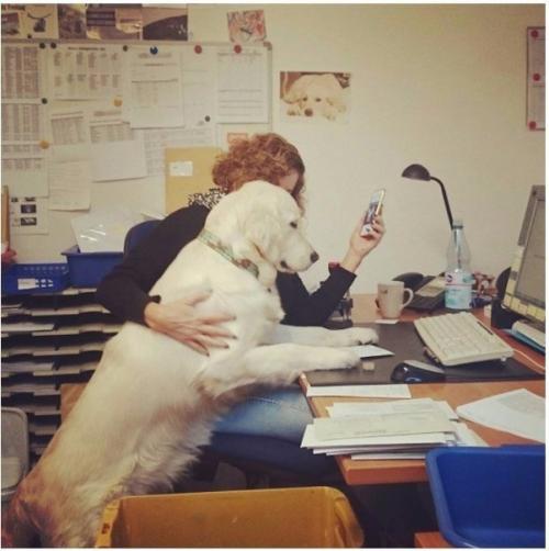 Чтобы собаки не скучали дома, в Америке их можно брать с собой на работу. 02