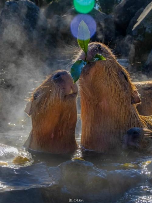 От всех тревог и переживаний - вот вам капибары, которые принимают горячие ванны и параллельно что-то вкусное жуют. 01