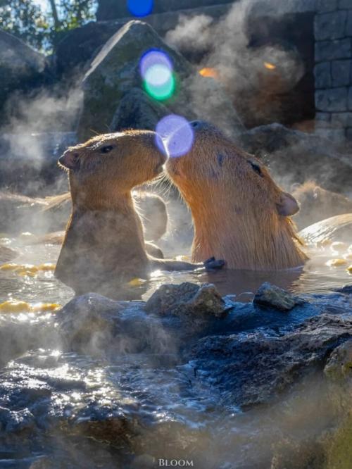 От всех тревог и переживаний - вот вам капибары, которые принимают горячие ванны и параллельно что-то вкусное жуют. 03