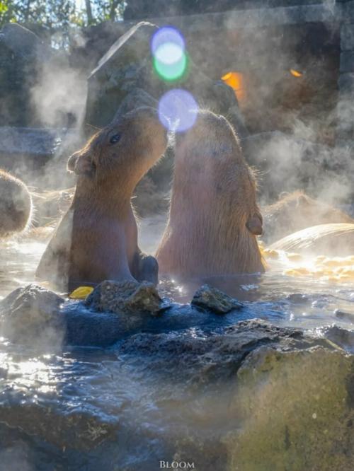 От всех тревог и переживаний - вот вам капибары, которые принимают горячие ванны и параллельно что-то вкусное жуют. 05