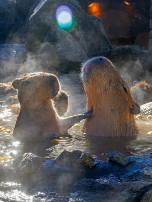 От всех тревог и переживаний - вот вам капибары, которые принимают горячие ванны и параллельно что-то вкусное жуют. 09