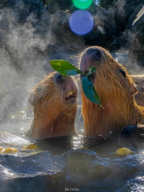 От всех тревог и переживаний - вот вам капибары, которые принимают горячие ванны и параллельно что-то вкусное жуют. 08