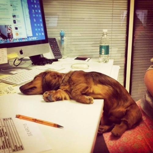 Чтобы собаки не скучали дома, в Америке их можно брать с собой на работу. 01