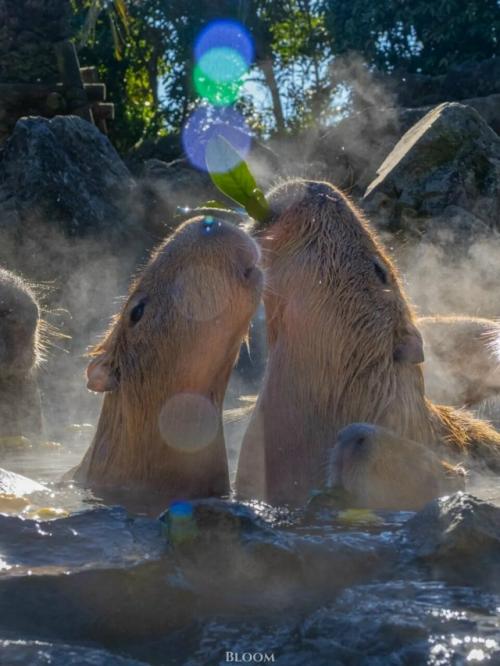 От всех тревог и переживаний - вот вам капибары, которые принимают горячие ванны и параллельно что-то вкусное жуют. 06