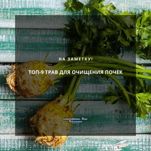 Топ - 9 трав для очищения почек. 
