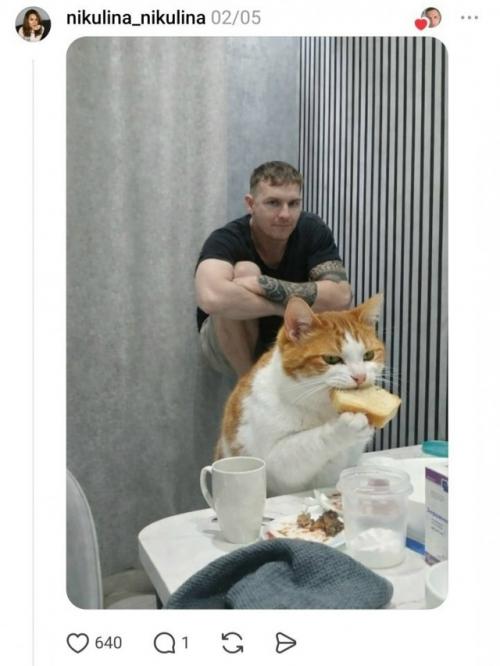 Творческий фотошоп в действии: парень попросил развернуть кошку к нему лицом, и сеть выдала шедевры юмора. 02