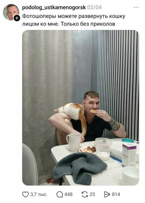 Творческий фотошоп в действии: парень попросил развернуть кошку к нему лицом, и сеть выдала шедевры юмора.
