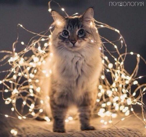 Кошка - это магическое животное? 

