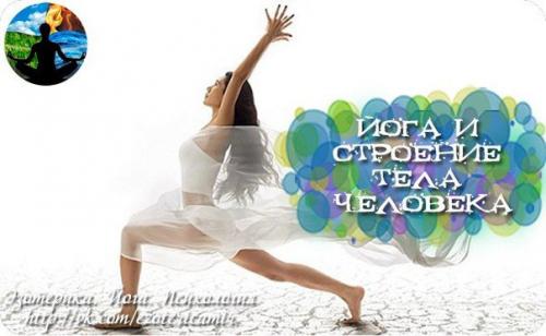 Йога и строение тела человека.

