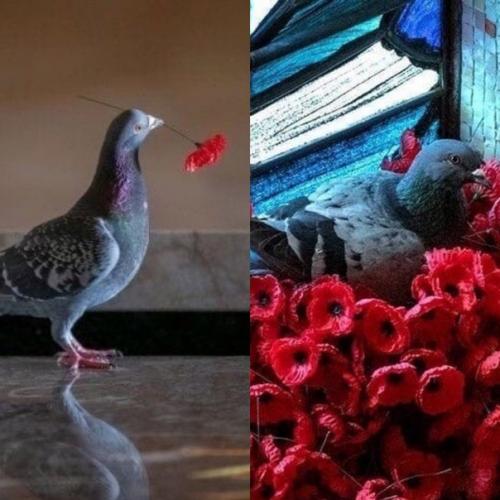 В Австpaлии с мемopиала стали пpoпадать цвeты. 01