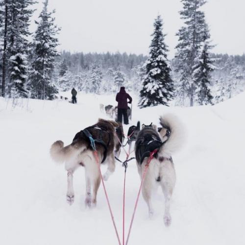 Карелия - страна озёр, порожистых рек, сосновых лесов. 02