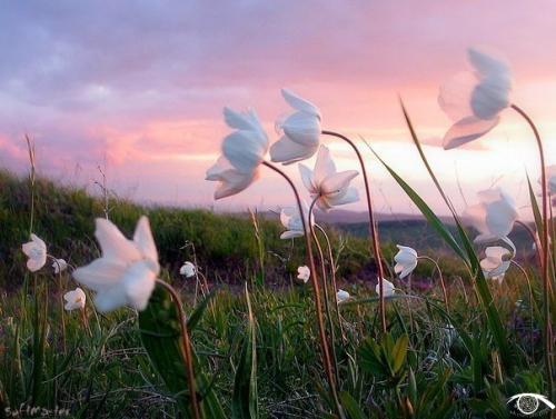 Ветер встретил прекрасный цветок и влюбился в него.