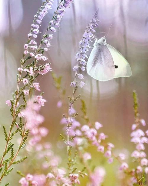 То, что мы сделали для себя, умирает вместе с нами, то, что мы сделали для других и для мира обретает бессмертие. 04