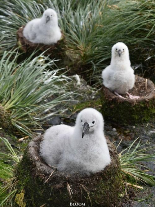 Птенцы альбатросов выглядят как маленькие пушистые облачка. 

