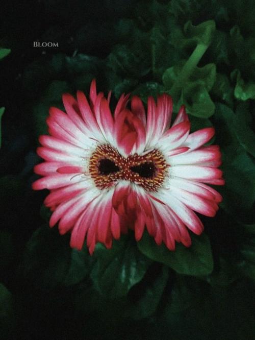 Такое редкое явление - фасциация есть. 07