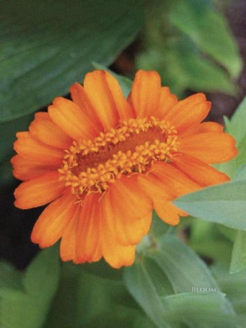 Такое редкое явление - фасциация есть. 08