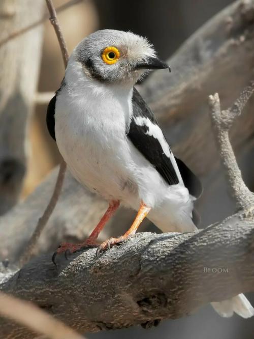 Знакомьтесь - длиннохохлый очковый сорокопут, он же белохохлый шлемоносец, он же Prionops Plumatus. 02