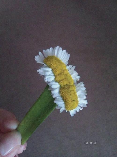 Такое редкое явление - фасциация есть. 05