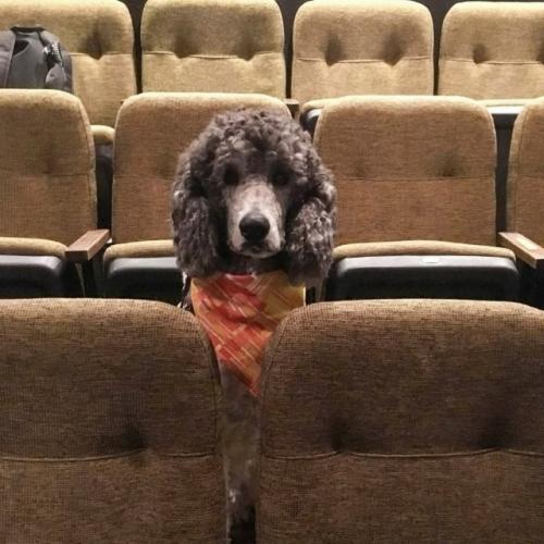 Концертный экзамен для собаки - поводыря. 01