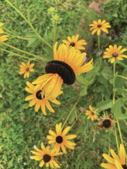 Такое редкое явление - фасциация есть. 04