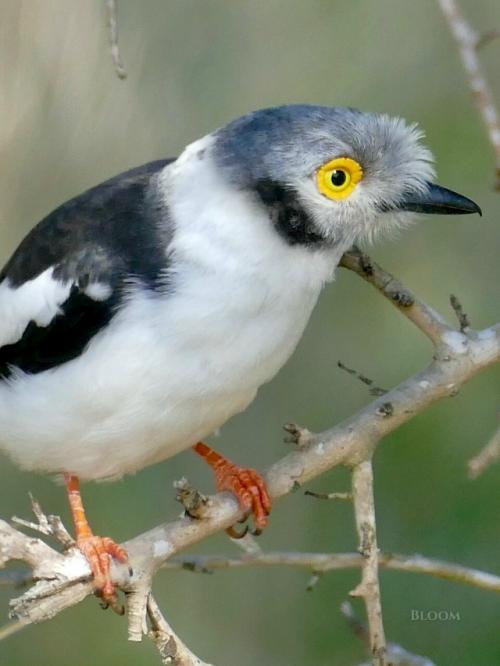 Знакомьтесь - длиннохохлый очковый сорокопут, он же белохохлый шлемоносец, он же Prionops Plumatus. 04