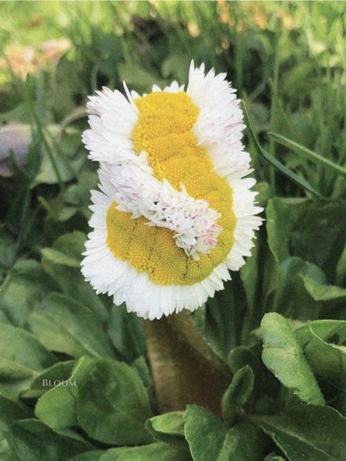 Такое редкое явление - фасциация есть. 01