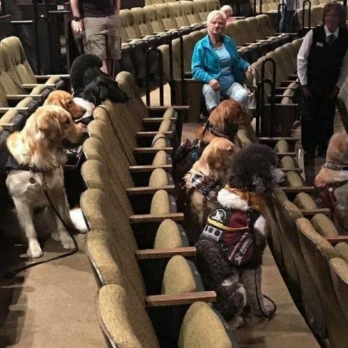 Концертный экзамен для собаки - поводыря.
